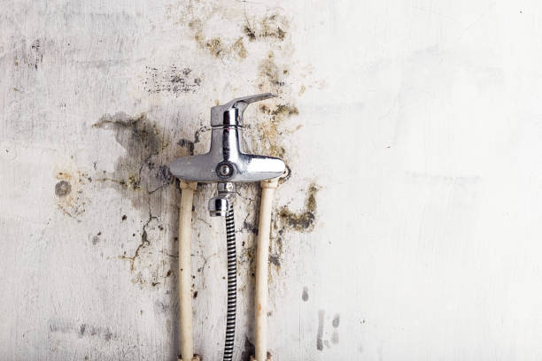 Best White Mold Remediation in Green, OH