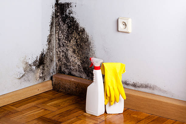 Best Industrial Mold Remediation in Green, OH