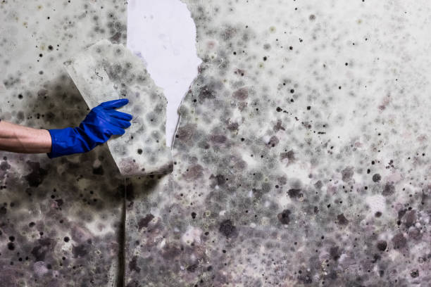 Best Commercial Mold Remediation in Green, OH
